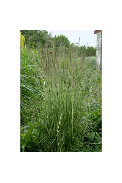 Куничник Аваланч